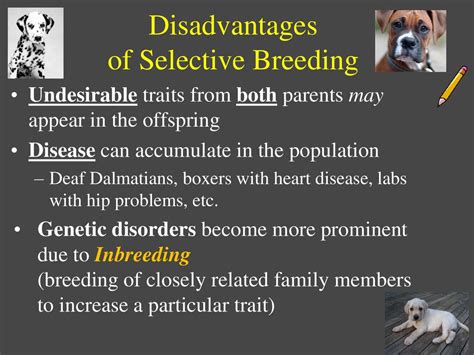 what are the disadvantages of selective breeding? exploring its impact on biodiversity